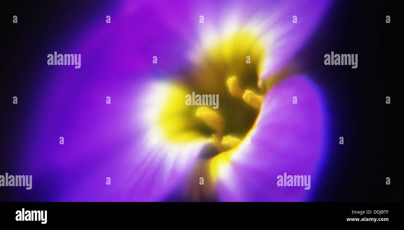 Aubretia fleur sur fond noir, Close up Banque D'Images