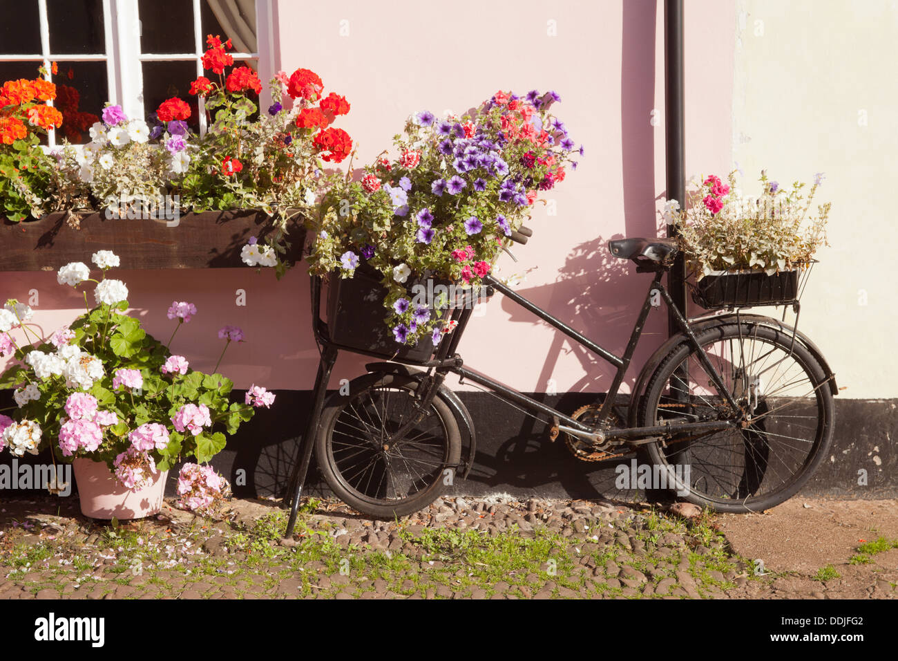 Location et de fleurs sur un mur rose ensoleillée à dunster, Somerset UK Banque D'Images