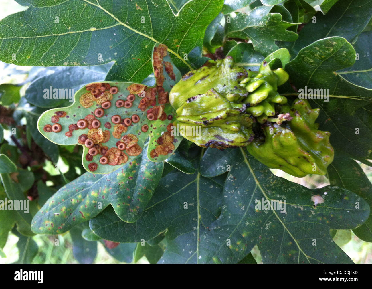 KNOPPER les gales de gall wasp Andricus quercuscalicis glands de chêne sur la Turquie et les galles fleuronnée de guêpe Cynis divis. Photo Tony Gale Banque D'Images