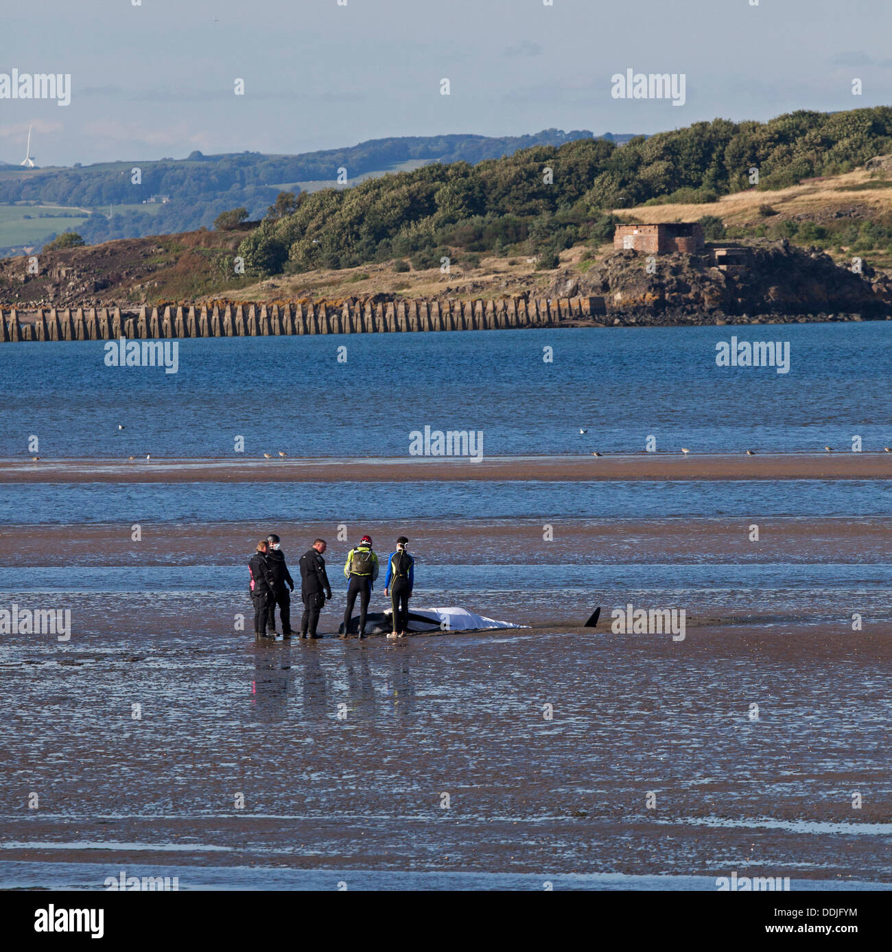 Édimbourg, Écosse, Royaume-Uni, 3 septembre 2013, juste à côté de globicéphales échoués Silverknowes promenade, Cramond, sauvetage de la Garde côtière et marine mammal medecins lutte pour garder le calme jusqu'à ce qu'il réussit à nager au large vers l'heure du déjeuner, cependant, à ce moment, il n'avait nagé le long près de la côte. Il est mort plus tard ce jour-là. Banque D'Images