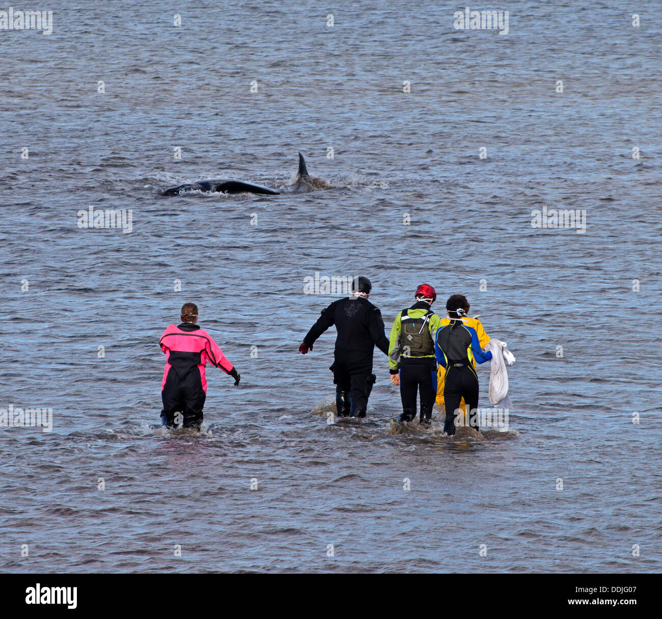 Édimbourg, Écosse, Royaume-Uni, 3 septembre 2013, juste à côté de globicéphales échoués Silverknowes promenade, Cramond, sauvetage de la Garde côtière et marine mammal medecins lutte pour garder le calme jusqu'à ce qu'il réussit à nager au large vers l'heure du déjeuner, cependant, à ce moment, il n'avait nagé le long près de la côte. Il est mort plus tard ce jour-là. Banque D'Images