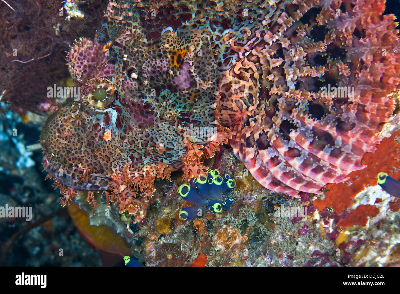 Close up image of bearded scorpionfish révélant les détails de la tête et des nageoires pectorales. Puerto Galera, Philippines. Banque D'Images