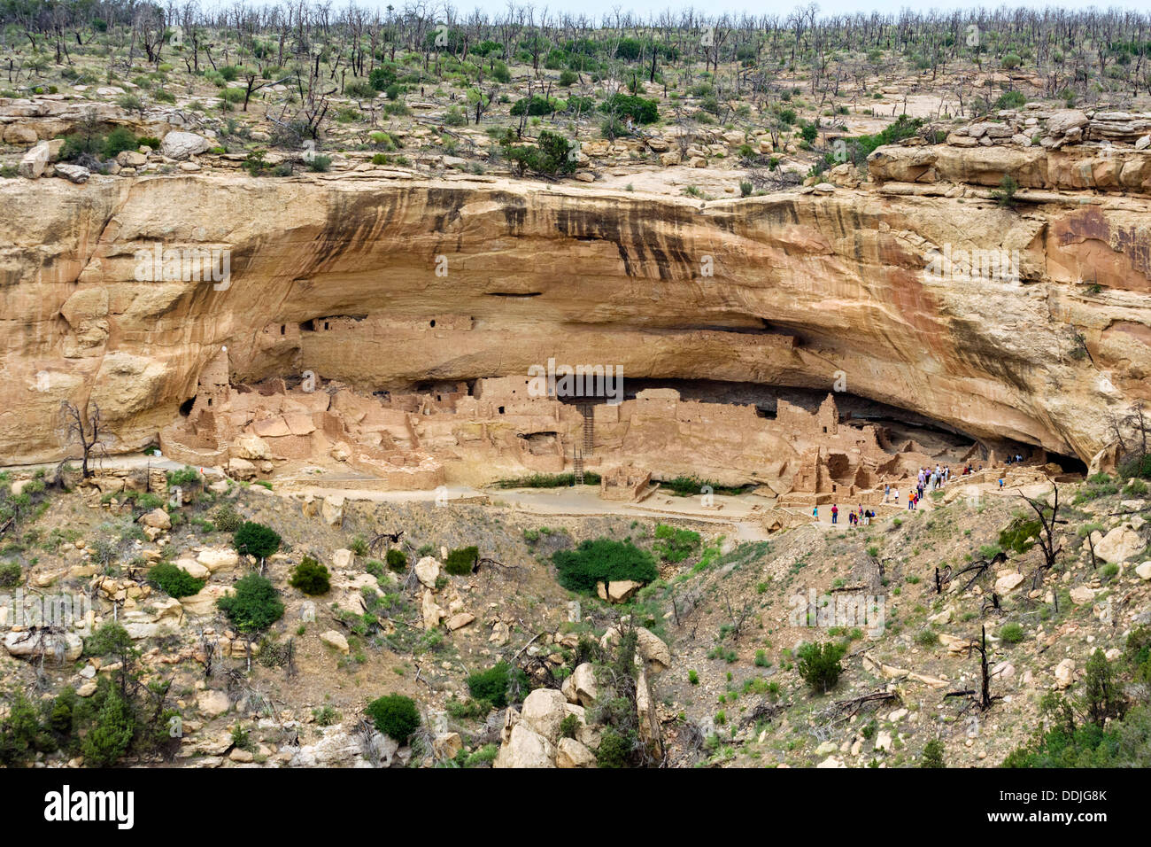 Maison longue des ruines, vu de l'oublier sur la ligne de tram, Wetherill Mesa, Mesa Verde National Park, Cortez, États-Unis Banque D'Images