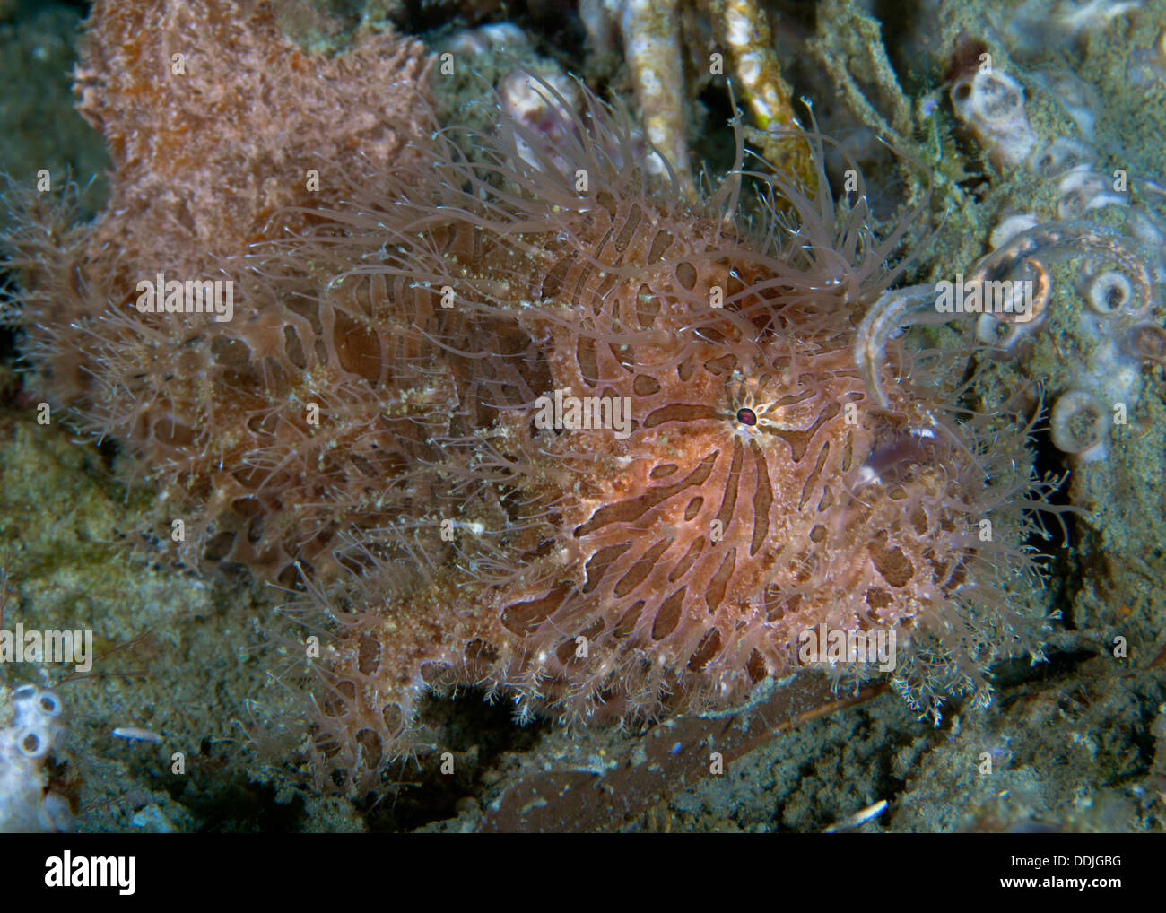 Close up image de poisson grenouille poilue casting son attrait. Puerto Galera, Philippines Banque D'Images