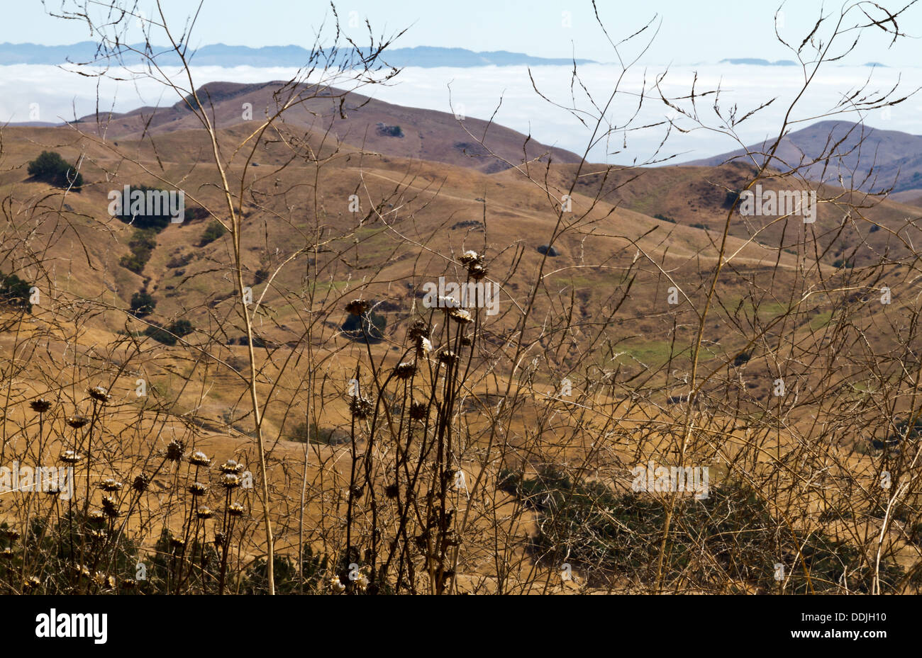 Banc de brouillard de faible altitude vu de RTE. 46 près de Paso Robles, Californie Banque D'Images