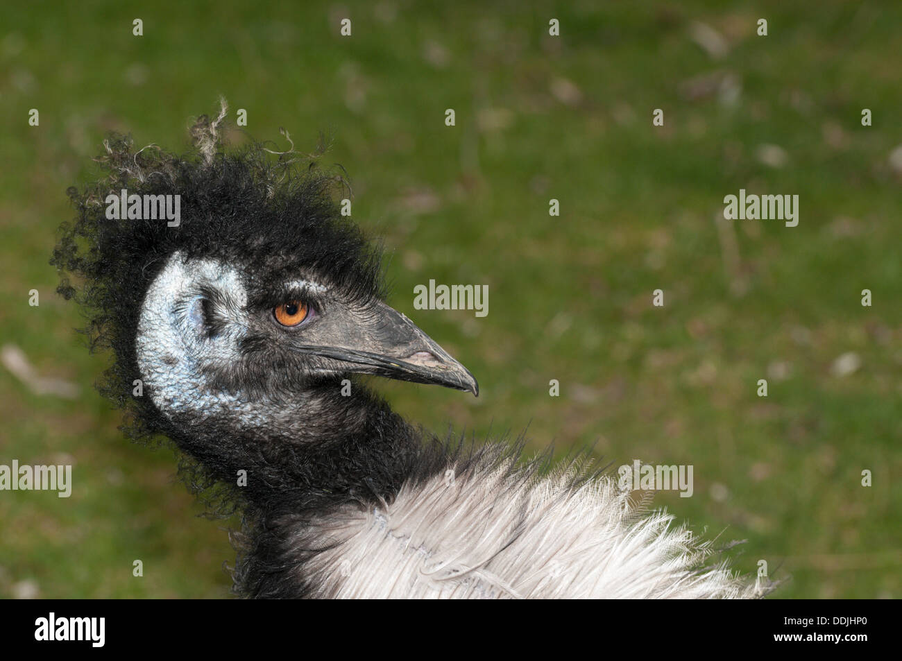 L'UEM (Dromaius novaehollandiae) portrait Banque D'Images