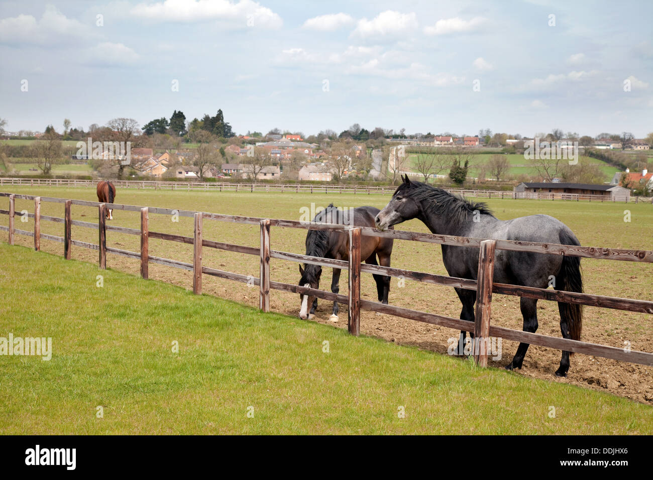 Le pâturage des chevaux dans un champ, Newmarket Suffolk East Anglia UK Banque D'Images