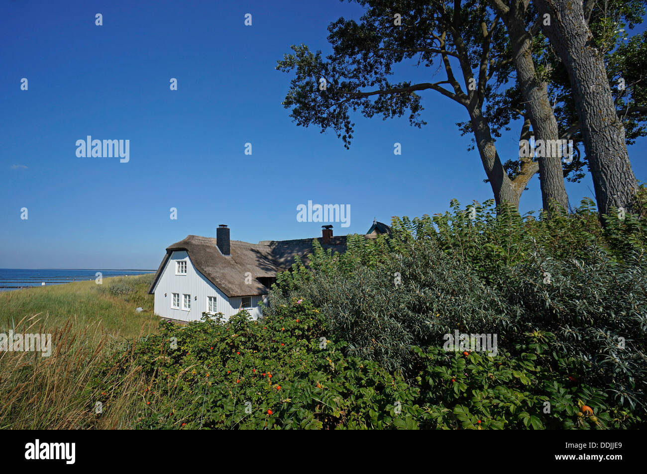 Maison au toit de chaume à la plage côte de la mer Baltique, Allemagne Banque D'Images