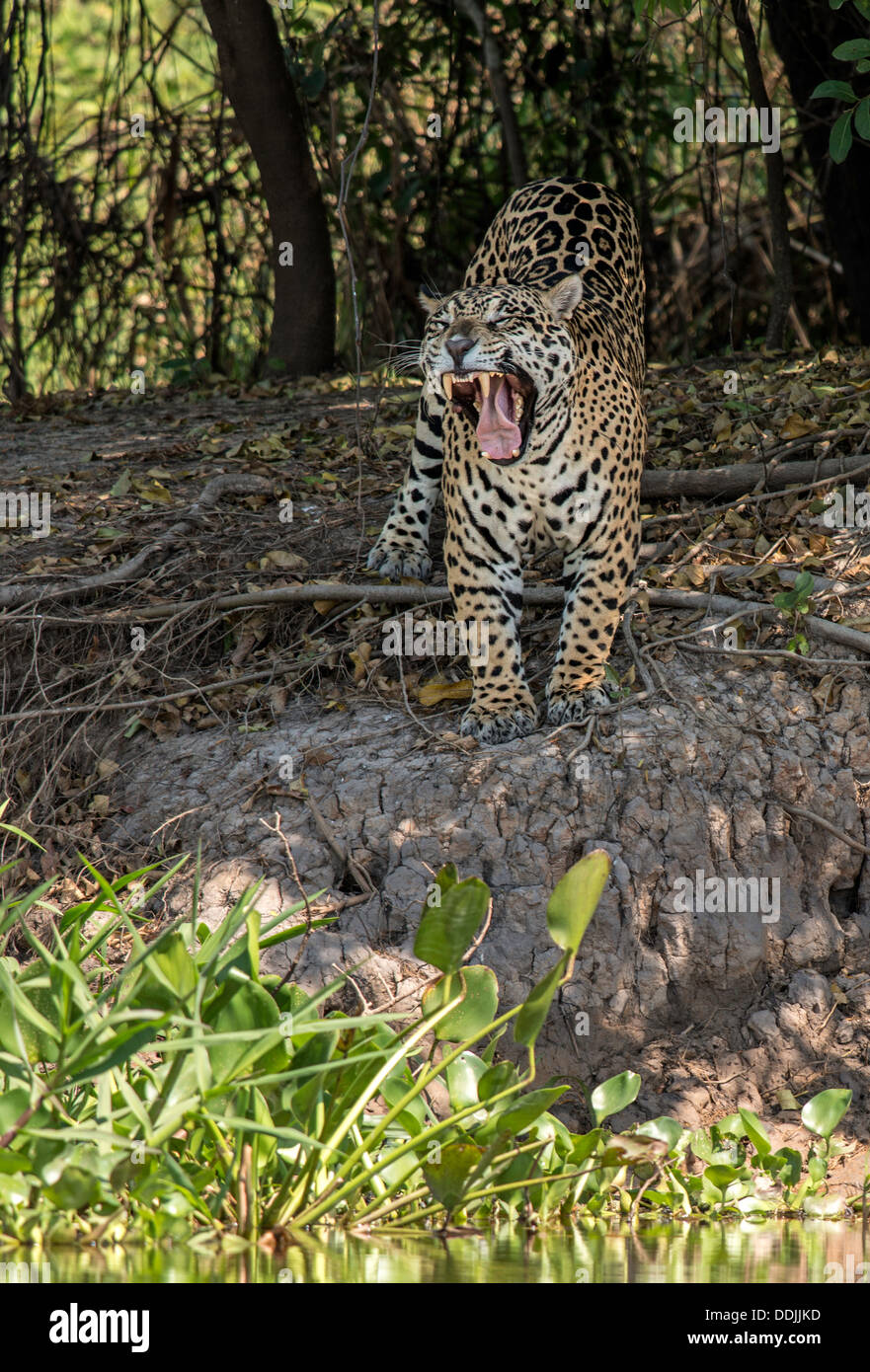 Jaguar (Panthera onca) aux côtés des trois frères dans la rivière Porto Jofre Pantanal Mato Grosso Brésil Amérique du Sud Banque D'Images