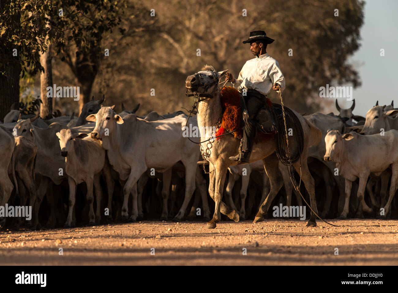 Cowboy brésilien des troupeau de vaches sur la route Transpantaneira road à Cuiaba Pantanal Mato Grosso Brésil Amérique du Sud Banque D'Images