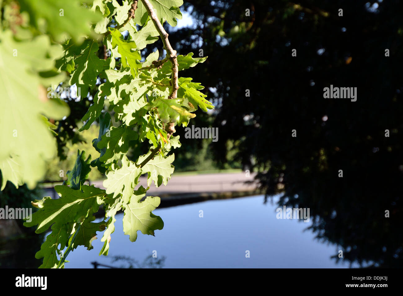 Les feuilles des arbres de chêne avec étang au soleil. Conception lumière contre l'obscurité Banque D'Images