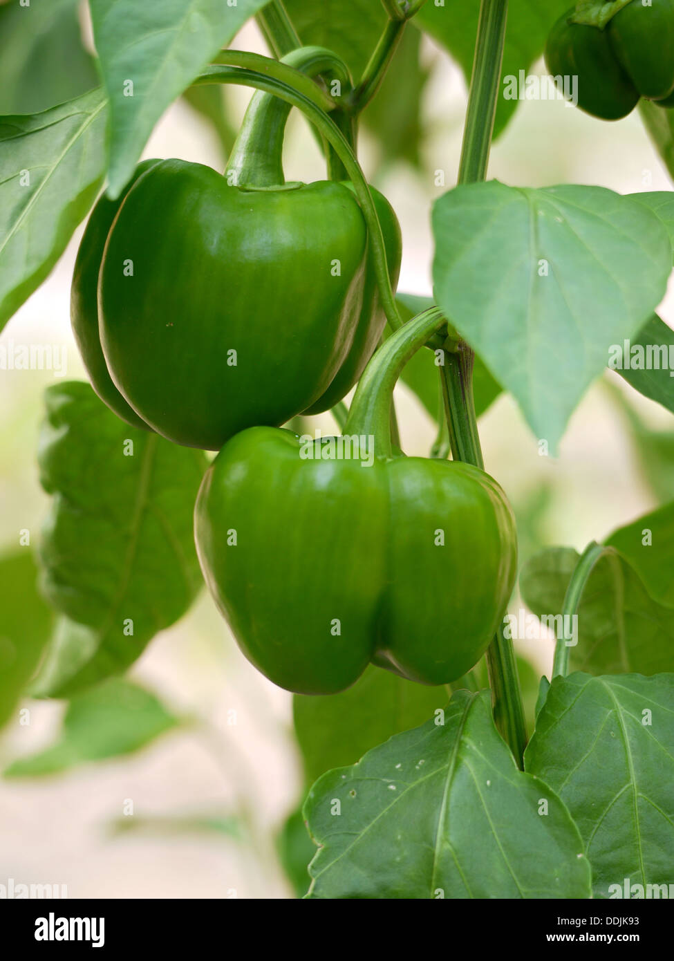 Deux poivrons sur la croissance sur la vigne dans un jardin. Banque D'Images
