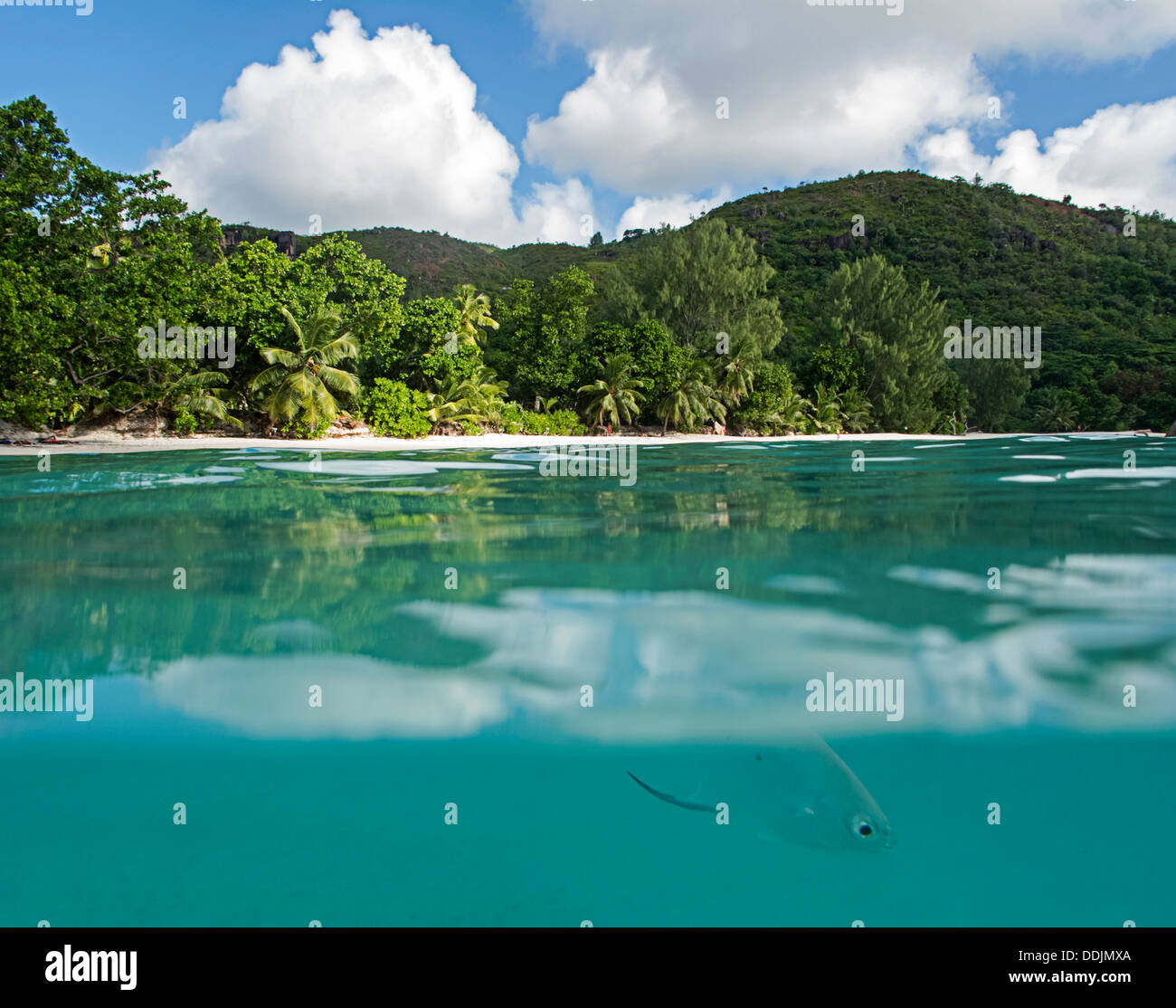 Anse Source d'argent, La Digue, Seychelles, Banque D'Images