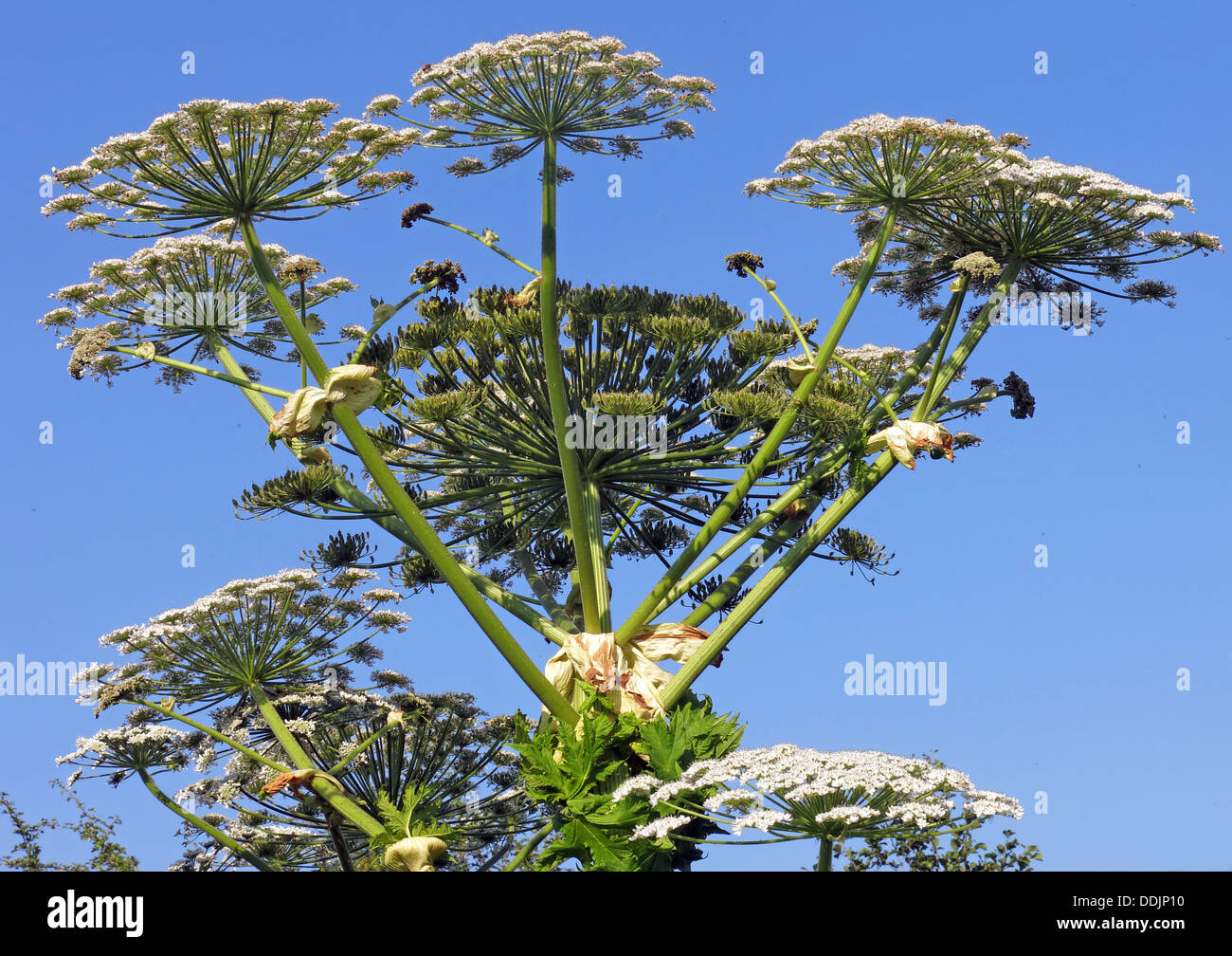 Mauvaises herbes porc géant, cow parsley, Cheshire, Angleterre Banque D'Images