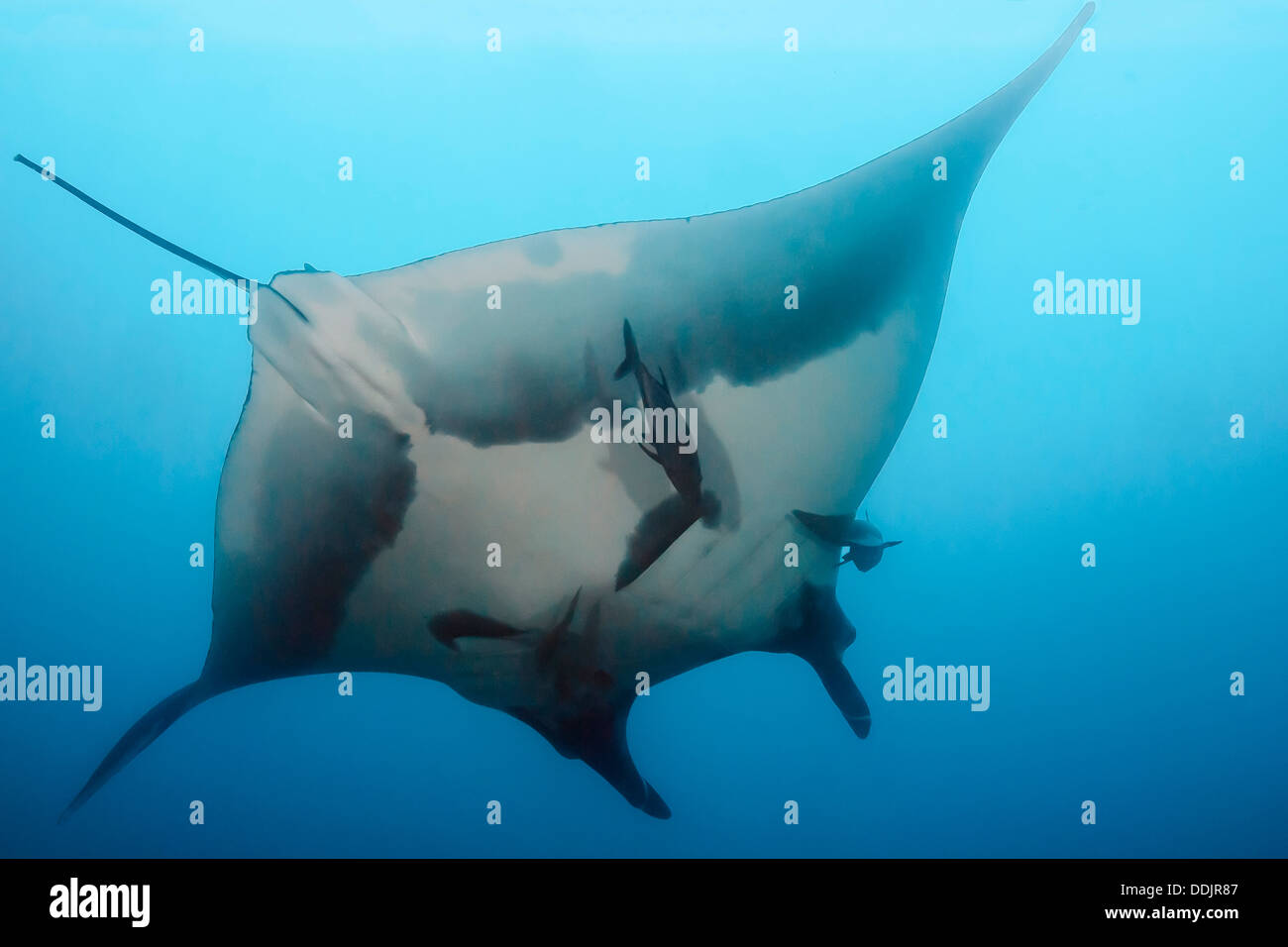 Raie Manta géante, Mobula birostris, San Benedicto, archipel Revillagigedos, Pacifique Banque D'Images