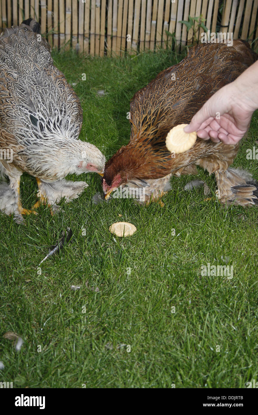 Brahma poulets manger des biscuits dans jardin Banque D'Images