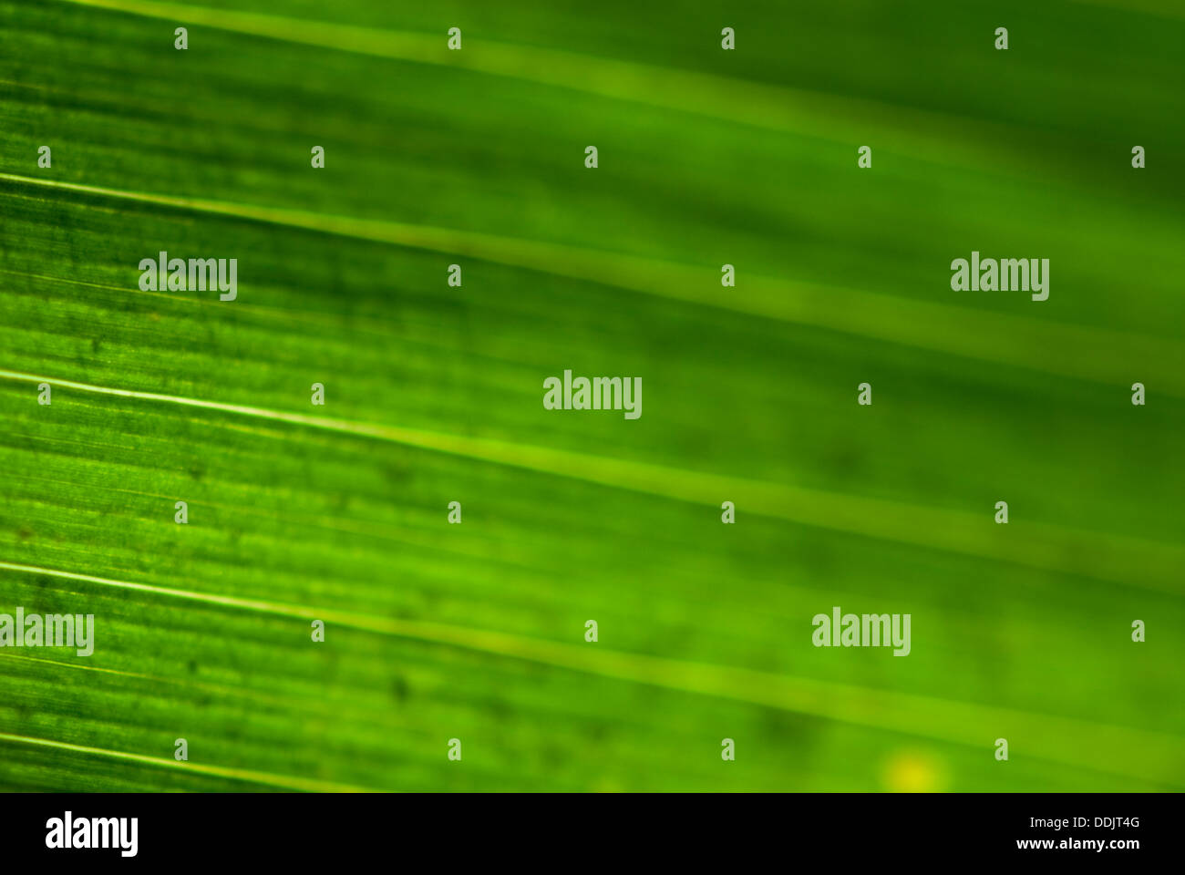 Vaisseaux floue d'une feuille de maïs Banque D'Images