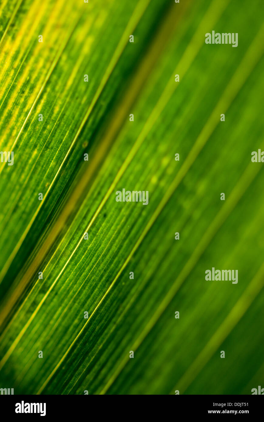 Vaisseaux d'une feuille de maïs Banque D'Images