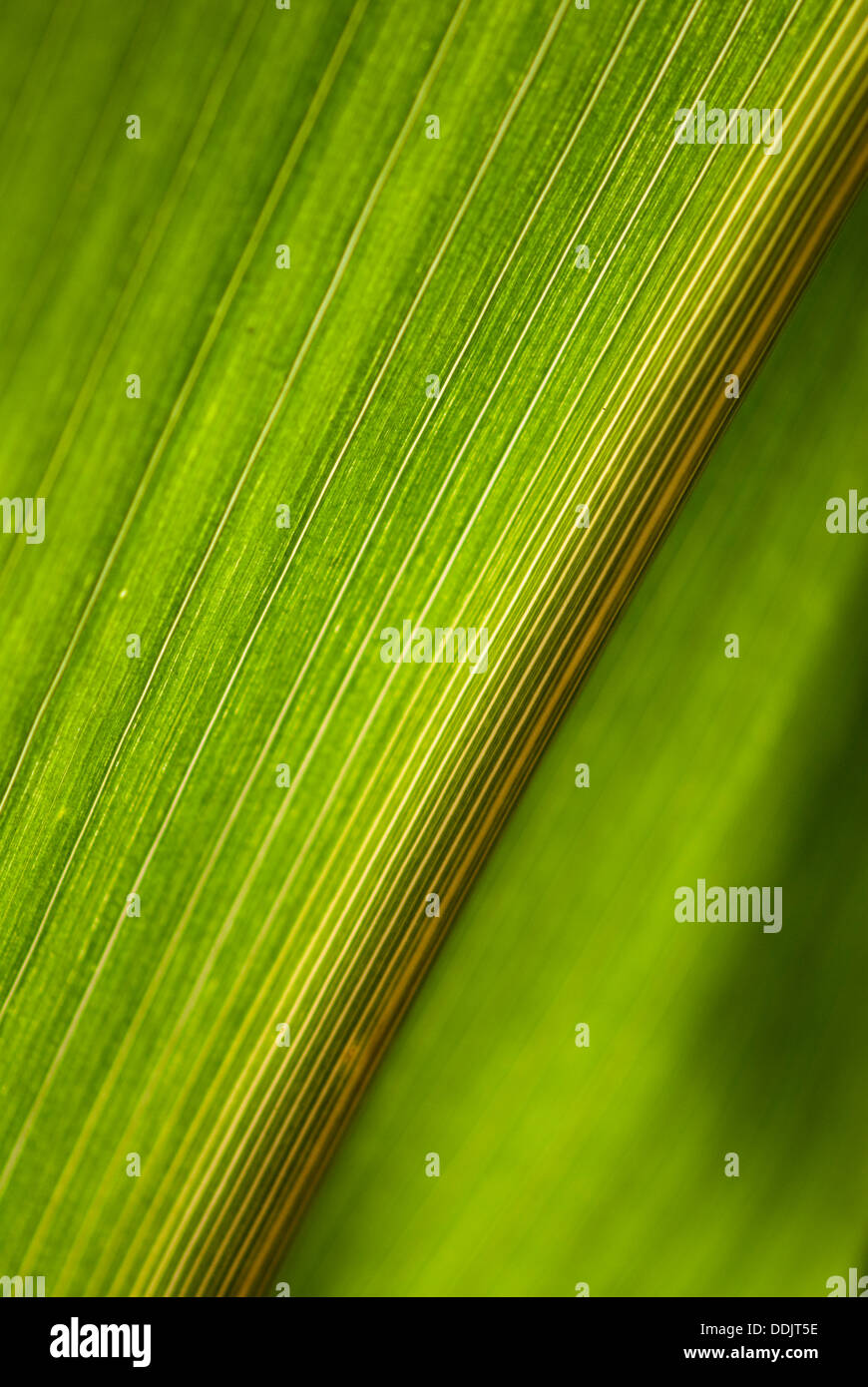 Gros plan sur les nervures d'une feuille de maïs Banque D'Images