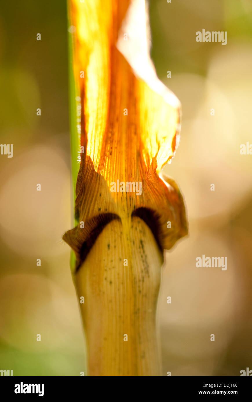 Feuilles de maïs fanées sur la tige Banque D'Images