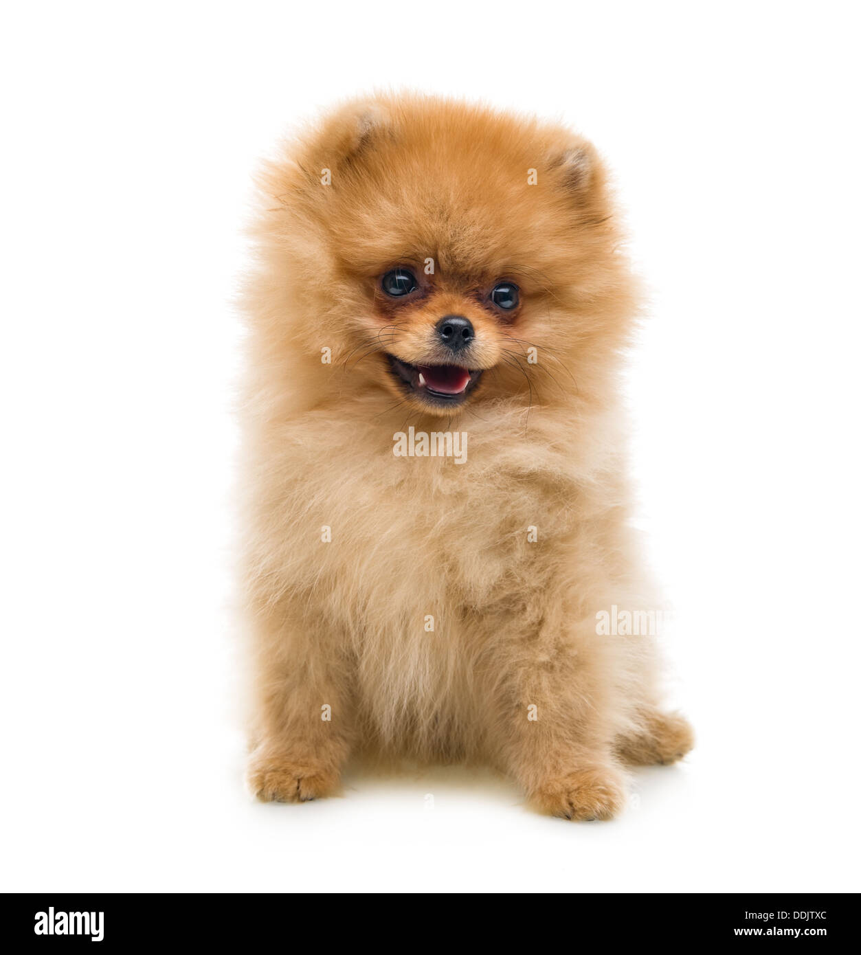 Funny chien Spitz se trouve sur un fond blanc Banque D'Images