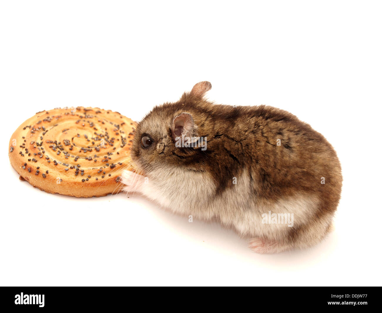 Hamster et les cookies sur un fond blanc Banque D'Images