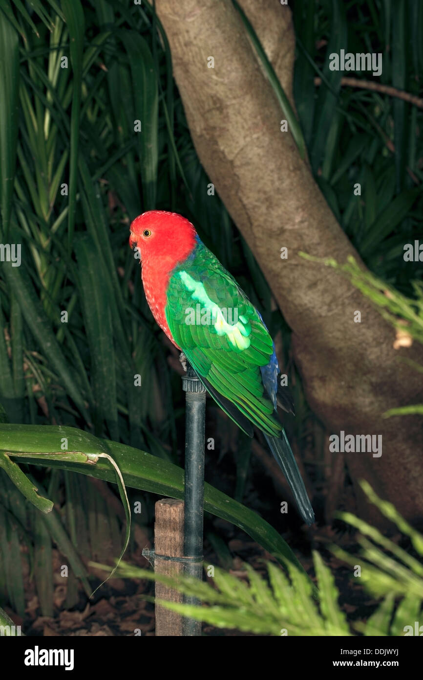 Australian King Parrot Alisterus scapularis - mâle - famille Psittacidae/ Pssitaculidae Banque D'Images