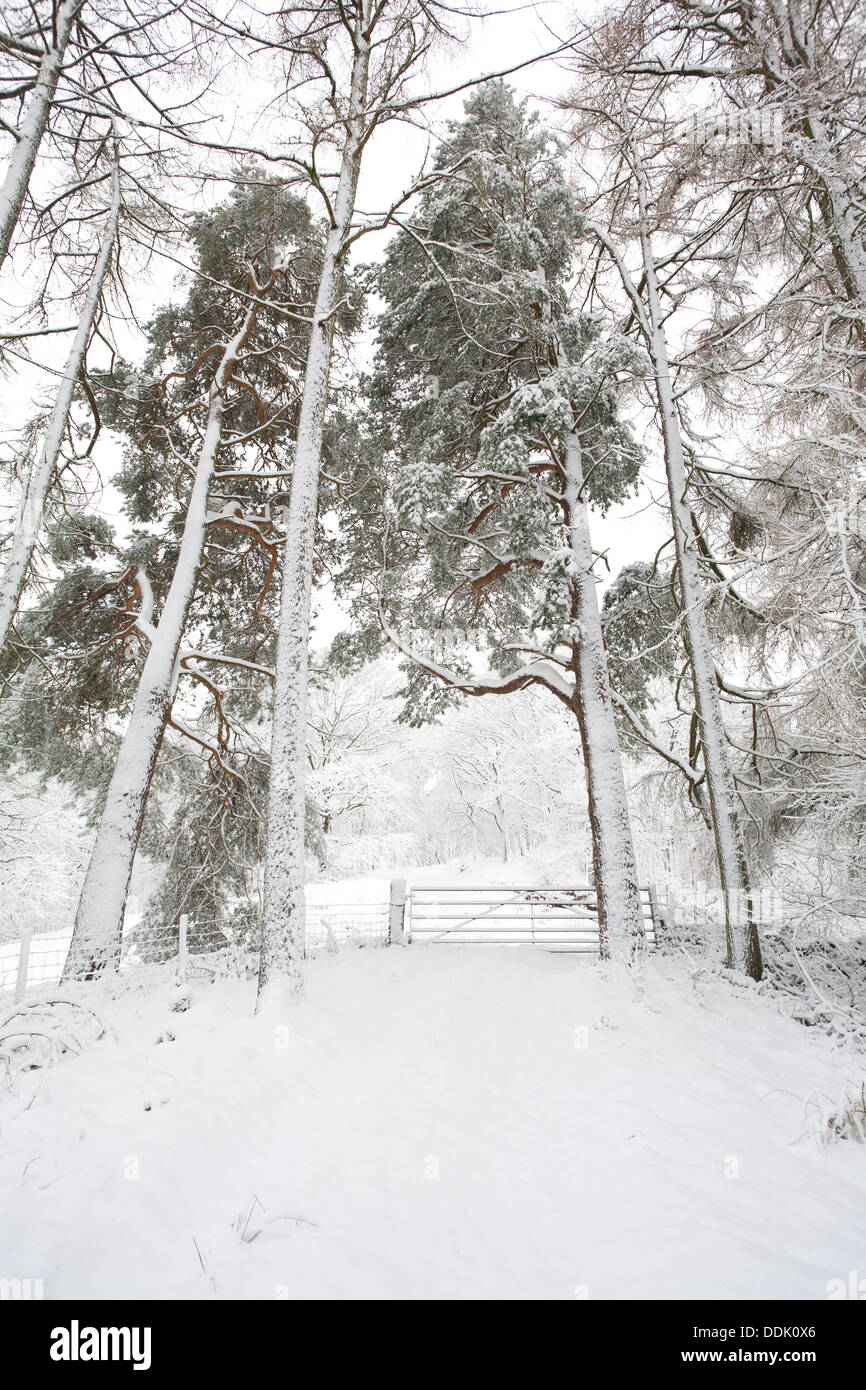 La forêt mixte de conifères et de chênes après une tempête. Powys, Pays de Galles. Mars. Banque D'Images