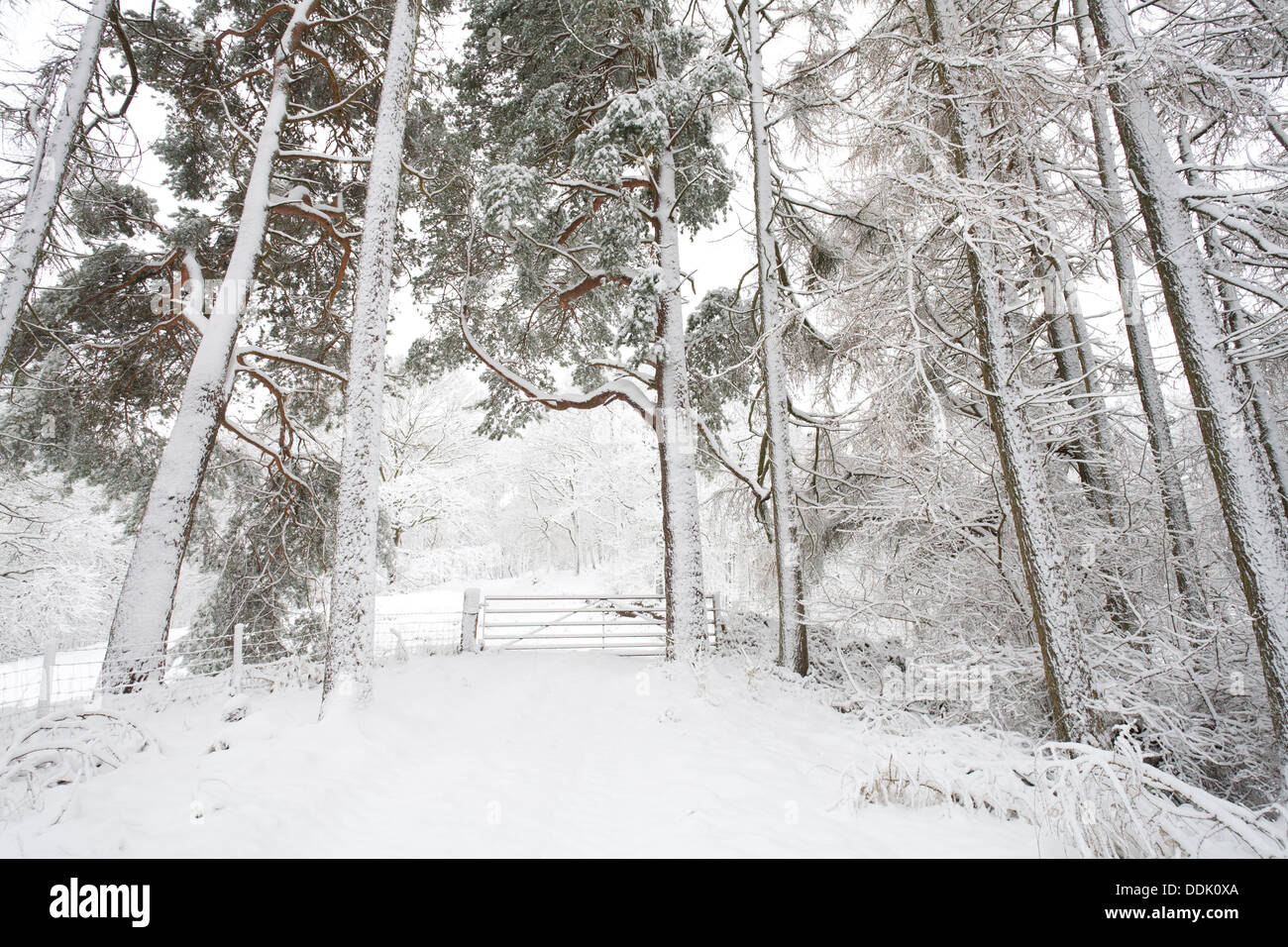 La forêt mixte de conifères et de chênes après une tempête. Powys, Pays de Galles. Mars. Banque D'Images