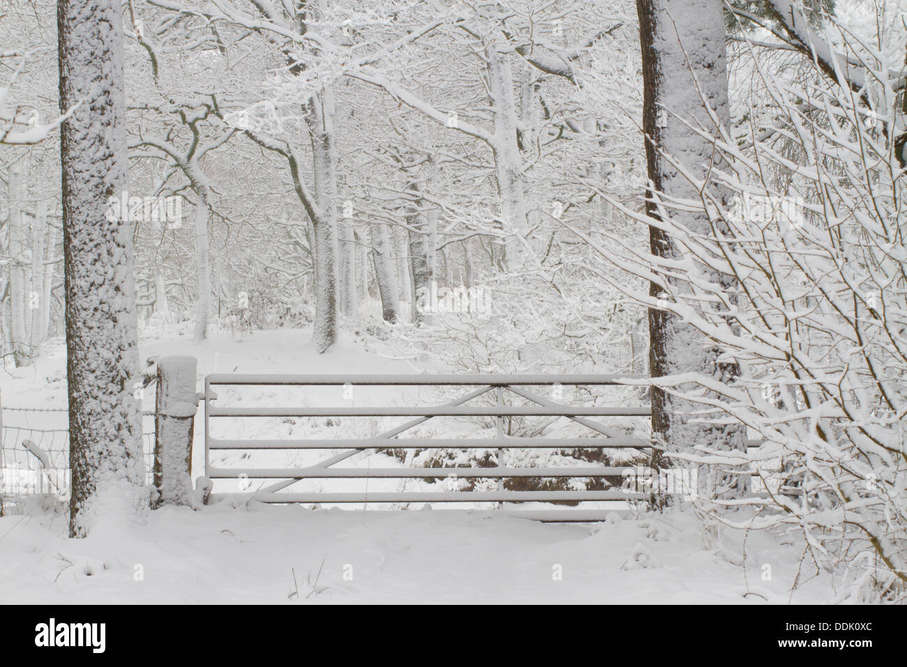 Gate en chêne sessile (Quercus petraea) après une tempête. Powys, Pays de Galles. Mars. Banque D'Images