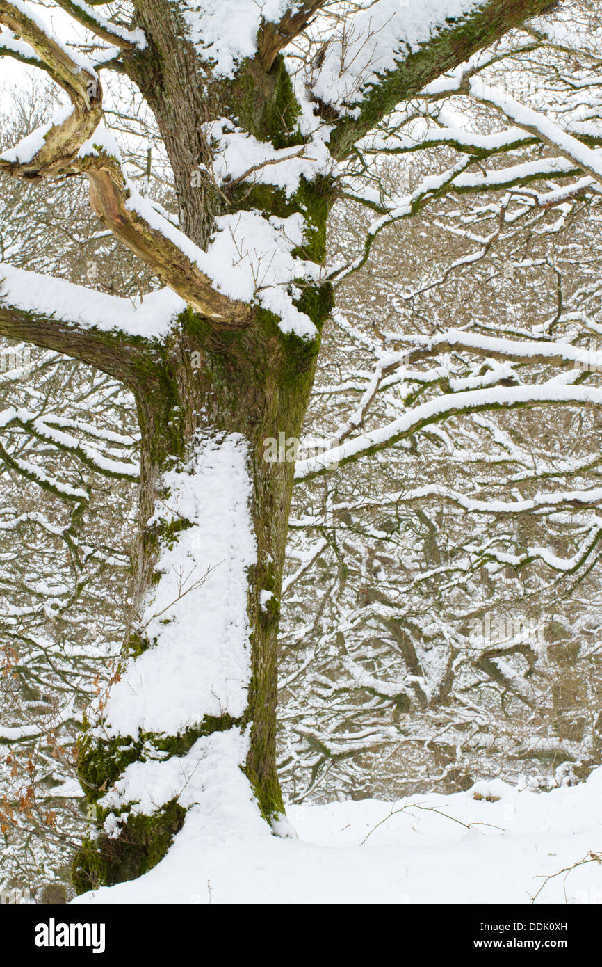 Chêne sessile (Quercus petraea) woodland sur une colline après une chute de neige. Powys, Pays de Galles. Mars. Banque D'Images