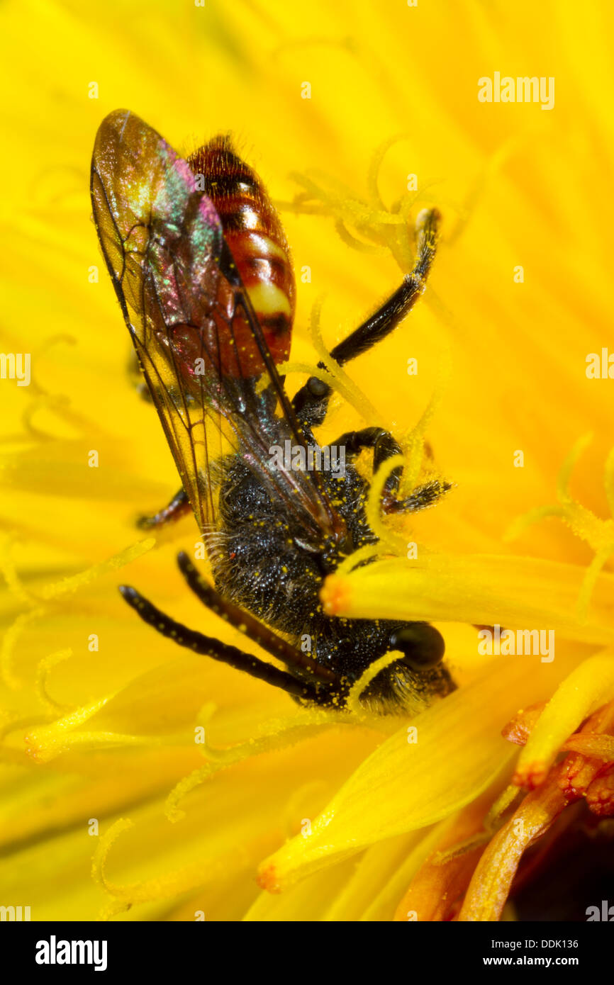 L'homme abeille coucou Fabricius' Nomad (abeille Nomada fabriciana) se nourrissant d'un pissenlit. Powys, Pays de Galles. Avril. Banque D'Images