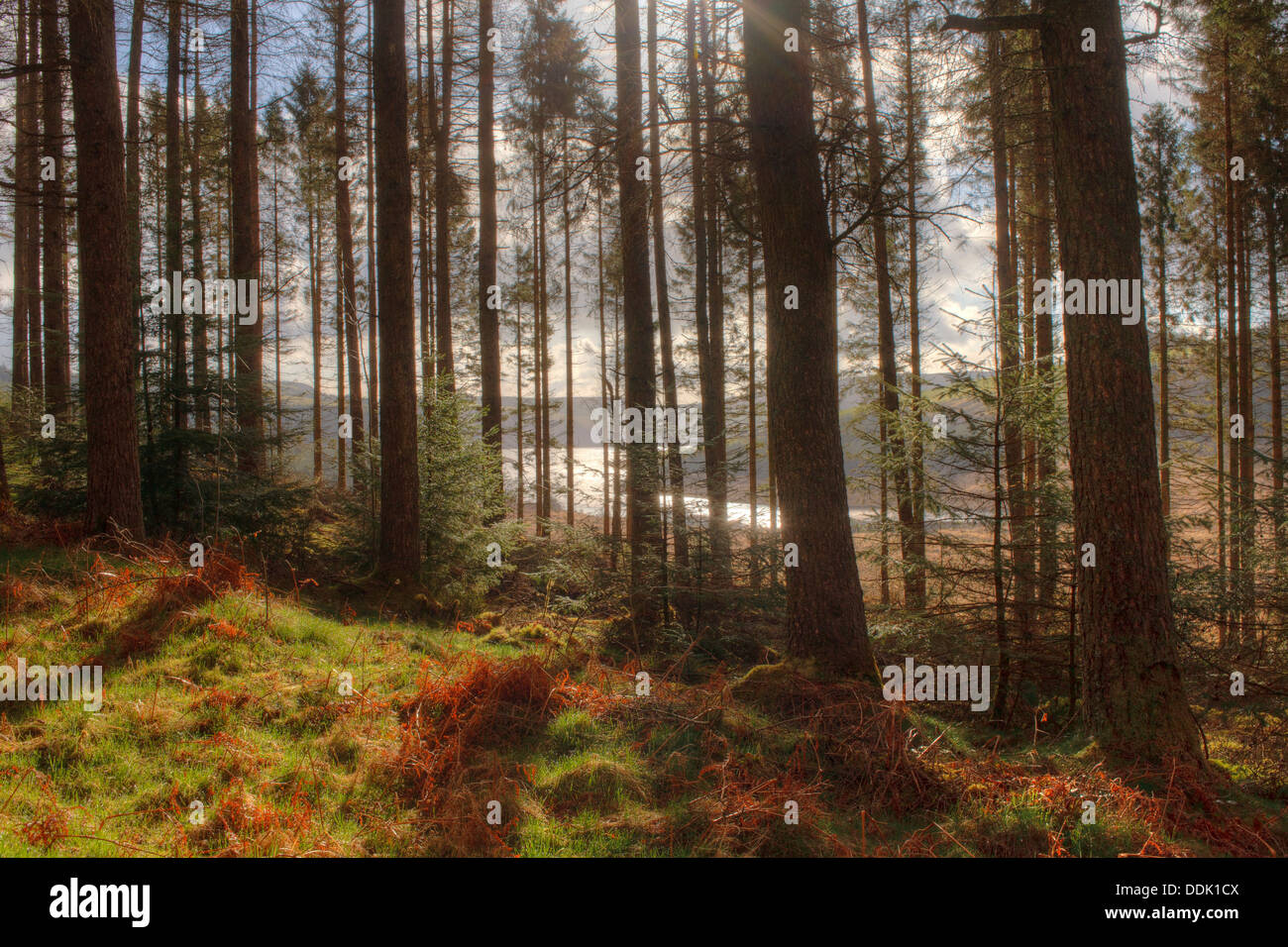 Epicéa de Sitka (Picea sitchensis) plantation près de Llyn Clywedog. La forêt de Hafren, Powys, Pays de Galles. Avril. Banque D'Images