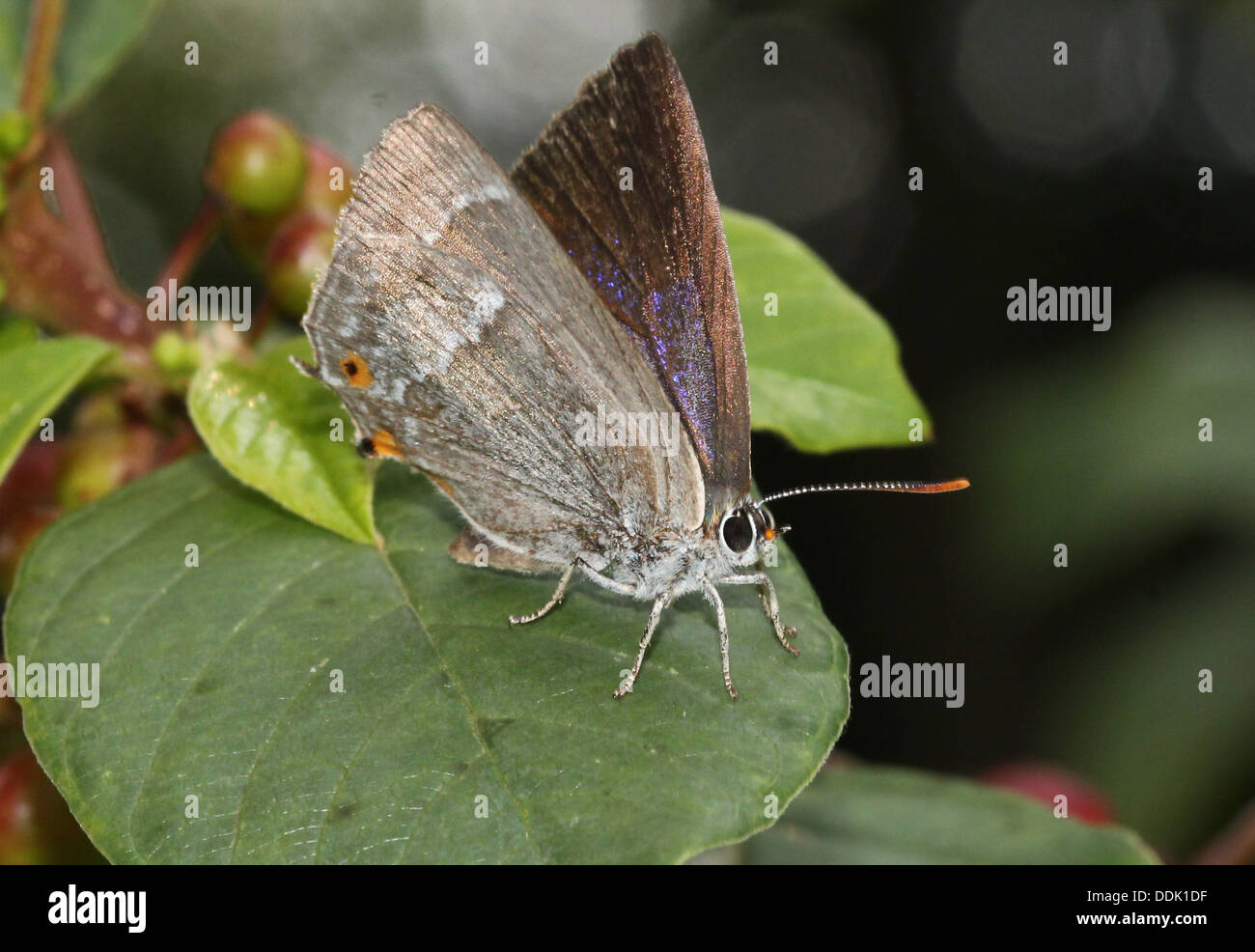 Papillon Porte-queue violette (Favonius quercus) de nourriture et la poser sur une feuille Banque D'Images