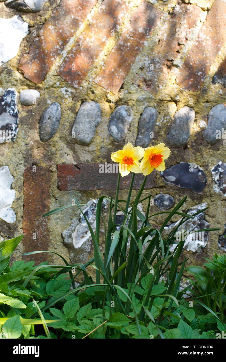 Les jonquilles (Narcissus sp) la floraison, en face d'un mur en briques et silex garden. East Sussex, Angleterre. Mai. Banque D'Images