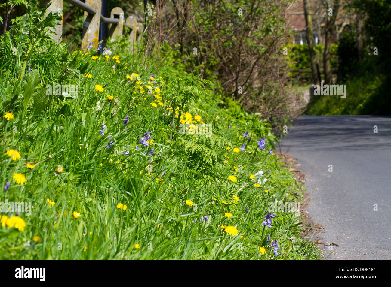 Fleurs sauvages sur une route de banlieue banque. Y compris le pissenlit (Taraxacum sp.) et de jacinthes (Hyacinthoides non-scripta). Banque D'Images