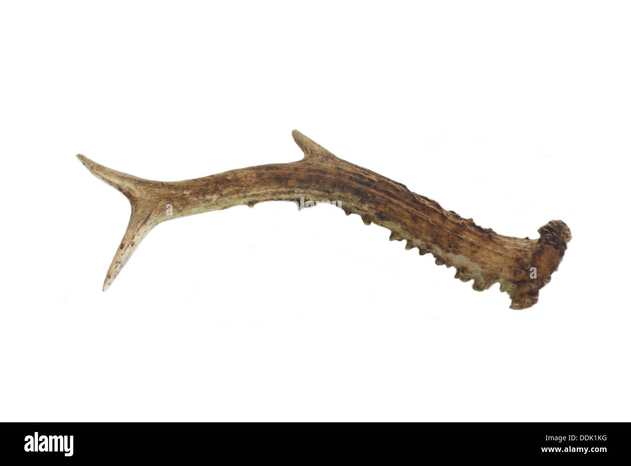 Re de l'avertisseur sonore sur fond blanc Banque D'Images