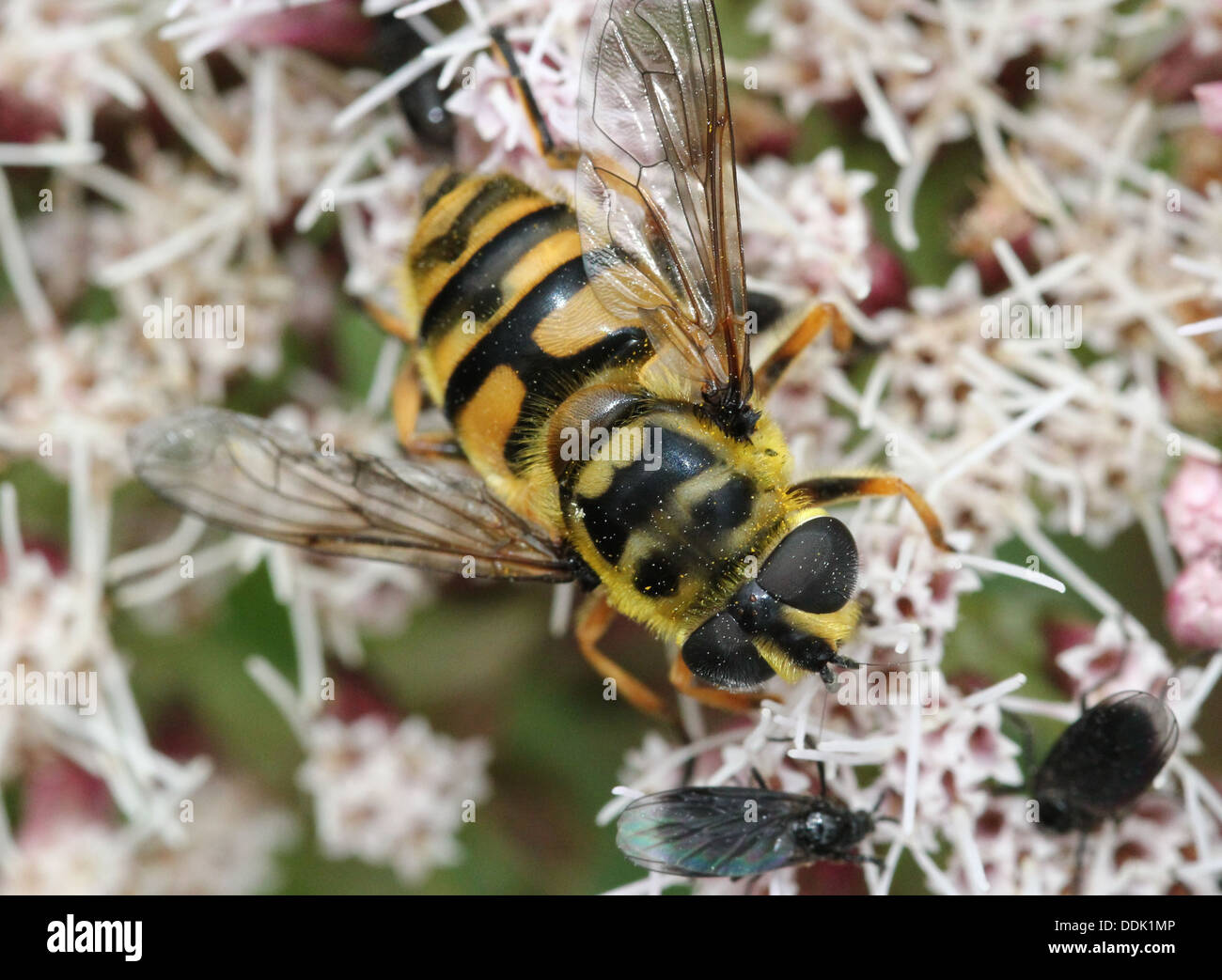 Close-up de l'Myathropa florea hoverfly nourriture dans une fleur Banque D'Images