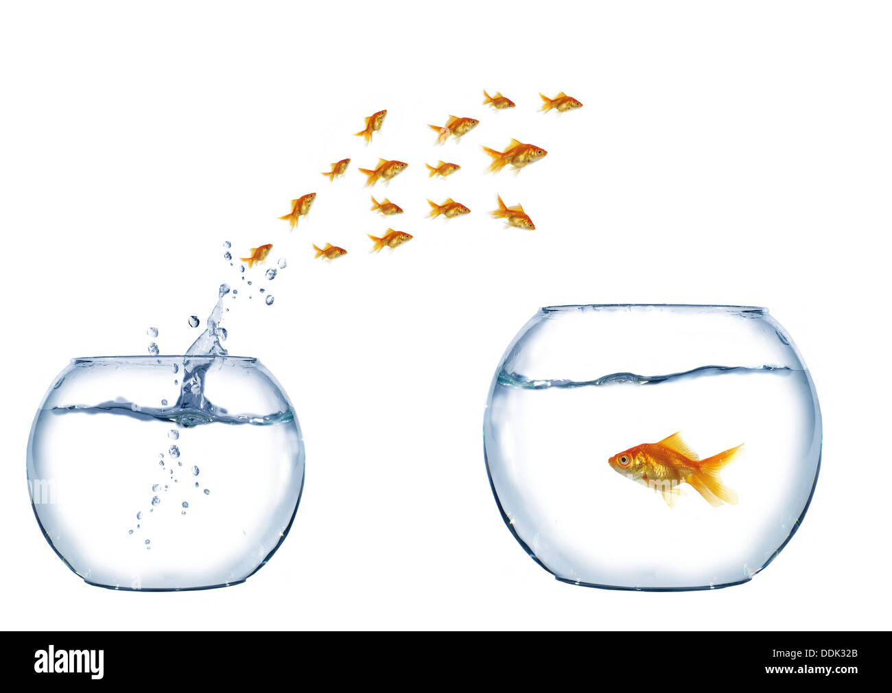 Goldfish sautant de l'eau Banque D'Images