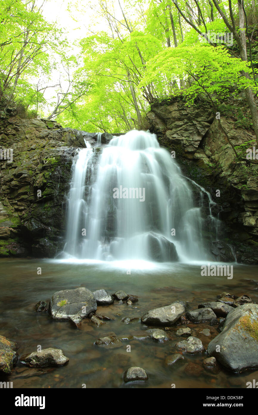 Cascade de frais vert, nom est Asamaootaki, Gunma, Japon Banque D'Images