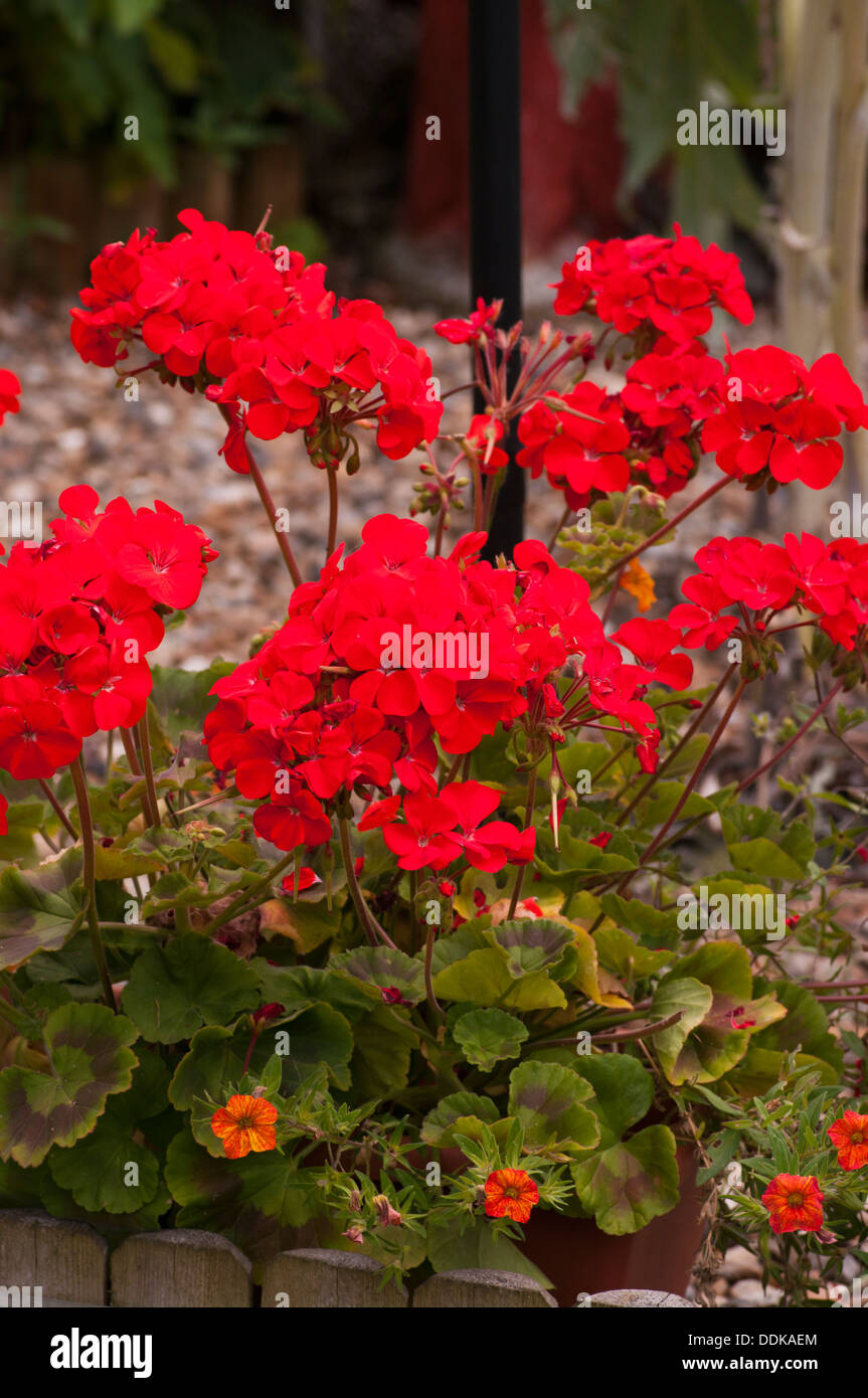 Jardin rouge Géranium Pelargonium hortorum Banque D'Images