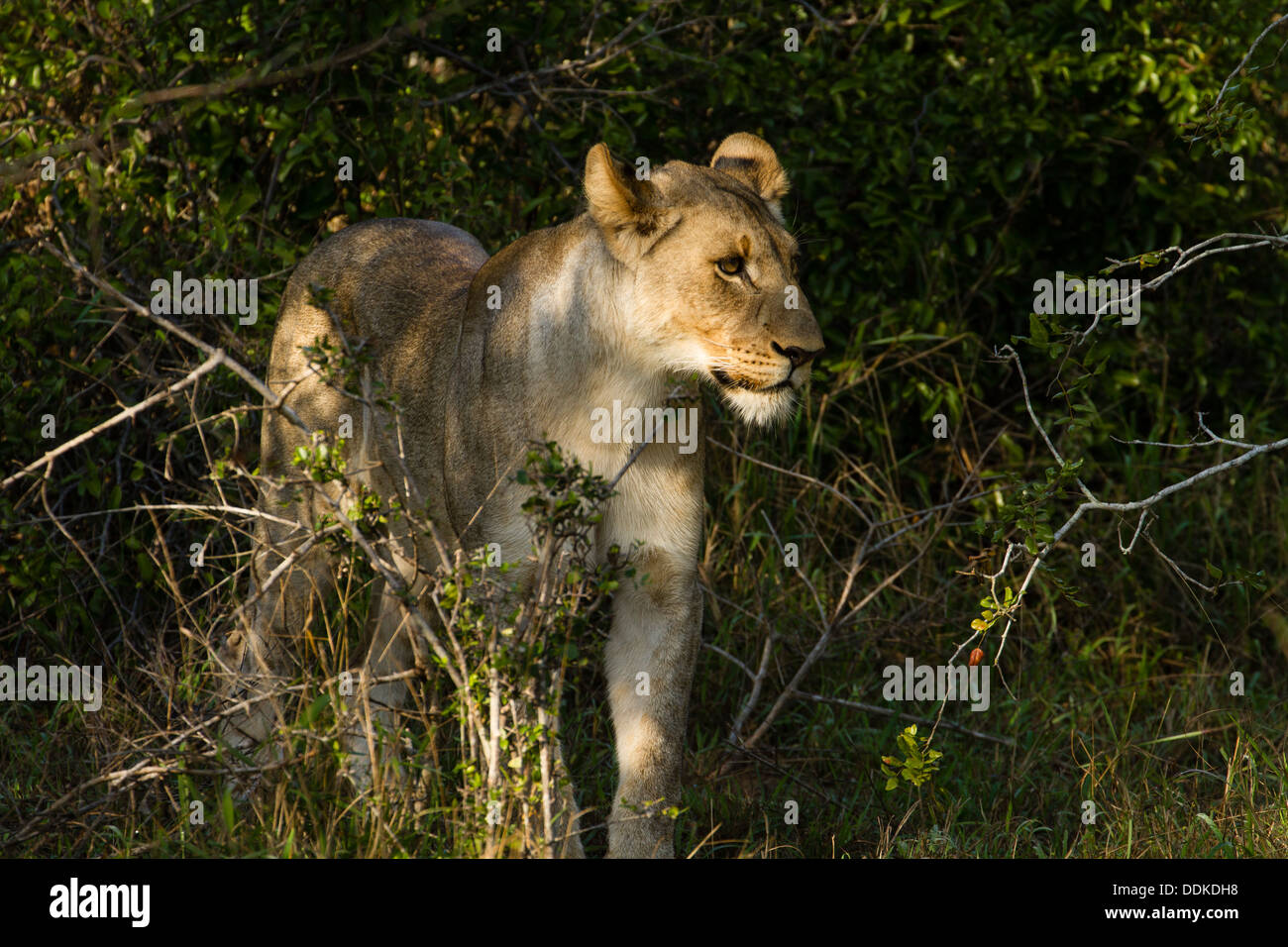 Lionne d'Afrique (Panthera leo), Tembe Elephant Park, Afrique du Sud Banque D'Images