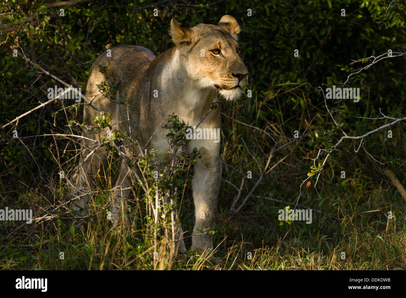 Lionne d'Afrique (Panthera leo), Tembe Elephant Park, Afrique du Sud Banque D'Images