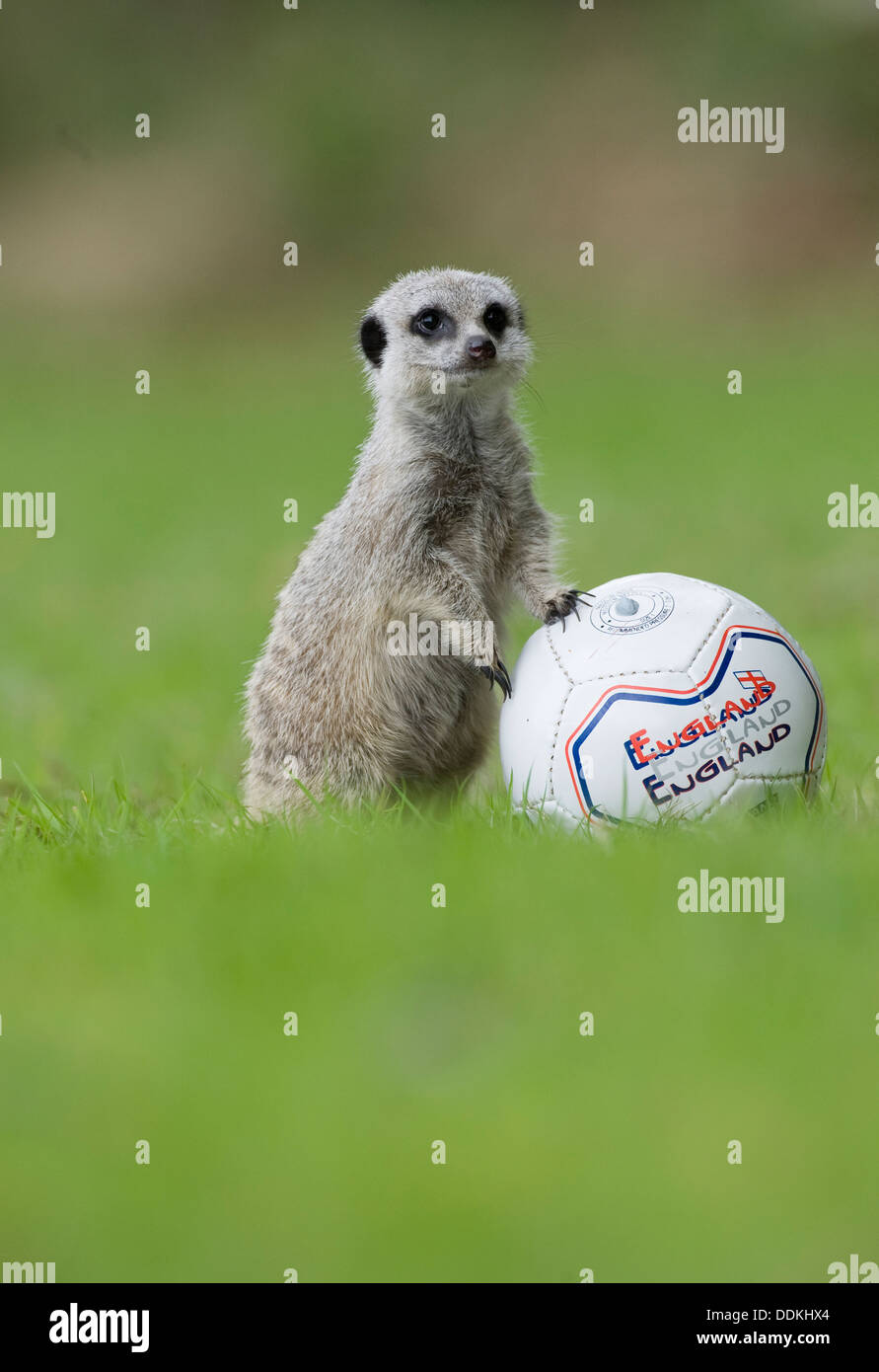 Le Seemples mad football meerkat obtient dans certains entraînement de soccer football pour la coupe du monde au Zoo d'Exmoor à Devon, UK Banque D'Images