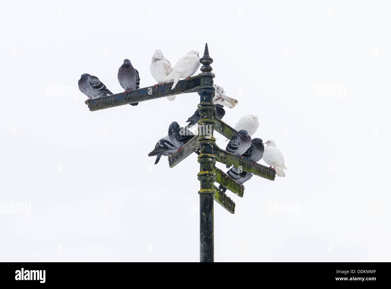 Les pigeons assis sur les index à Saint Albans, Angleterre Banque D'Images Les pigeons assis sur les index à Saint Albans, Angleterre Banque D'Images