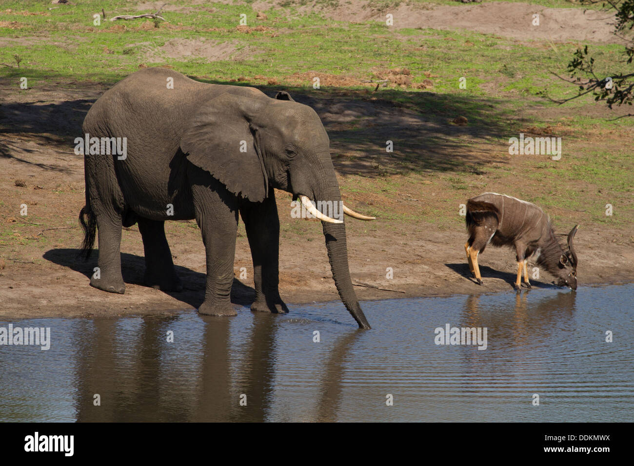 Homme éléphant africain (Loxodonta africana) par point d'eau Banque D'Images