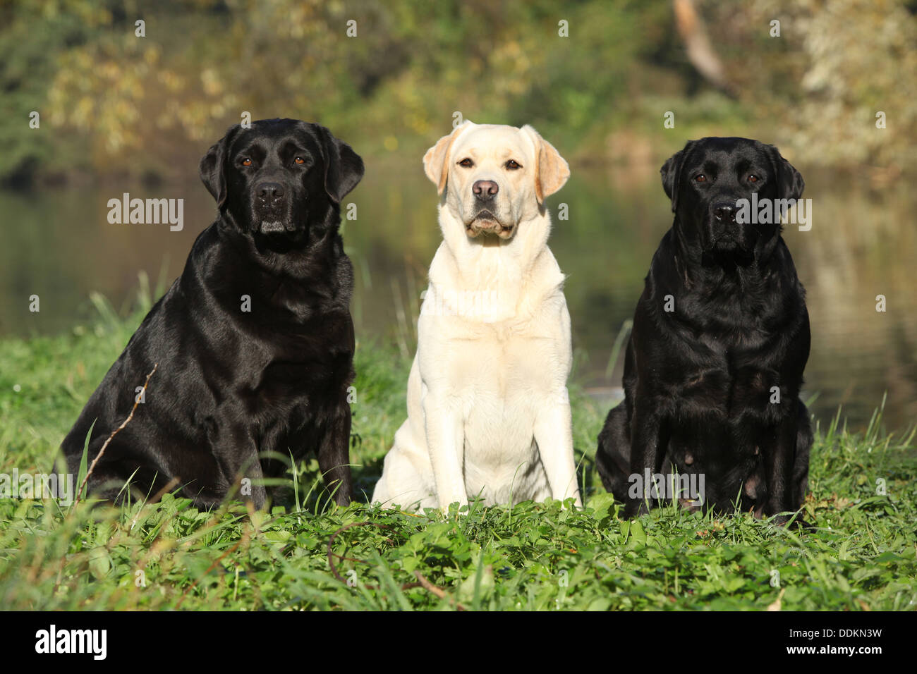 Trois labrador retriever en face de l'eau Banque D'Images