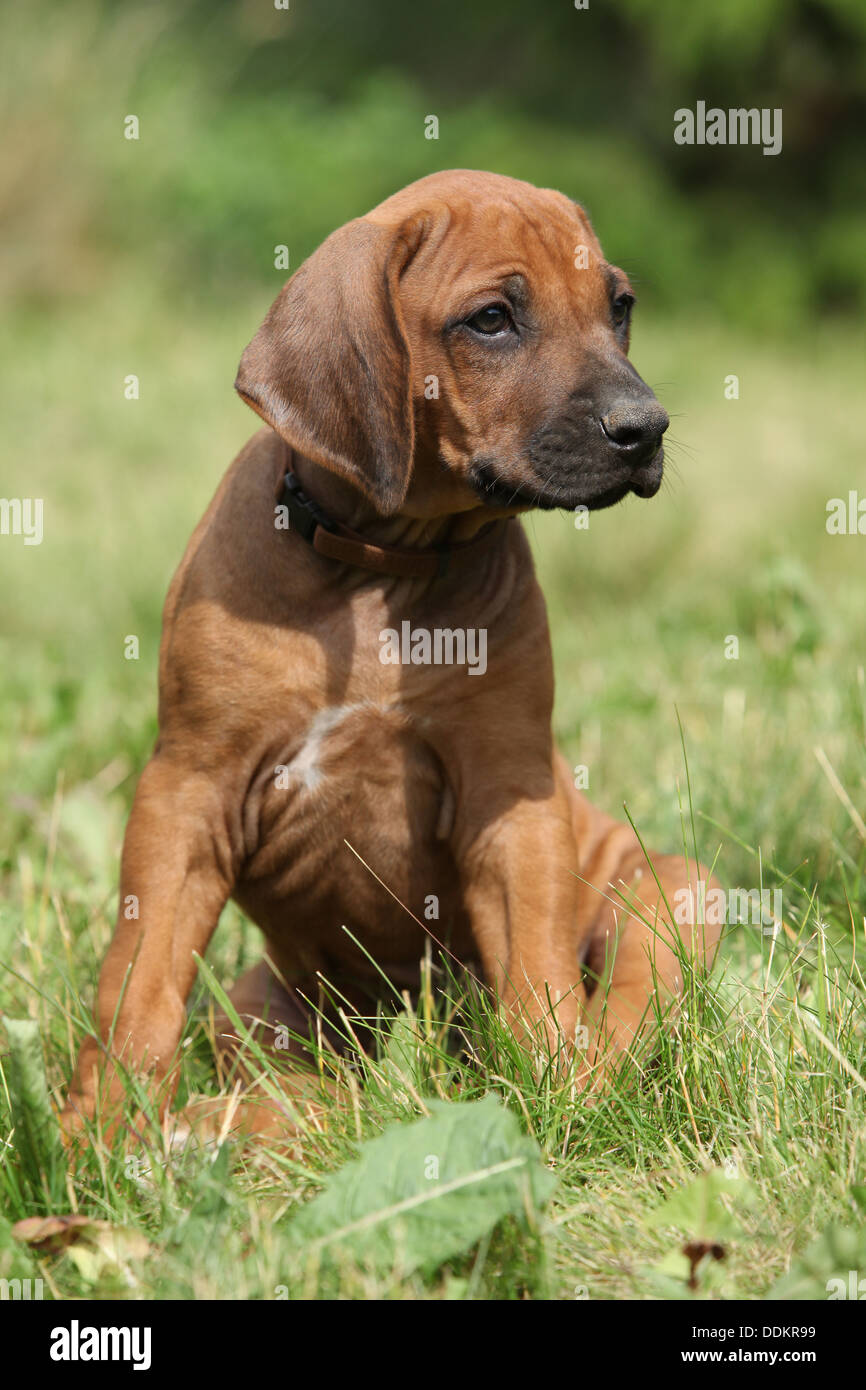 Le Rhodesian Ridgeback puppy sitting on Green grass Banque D'Images