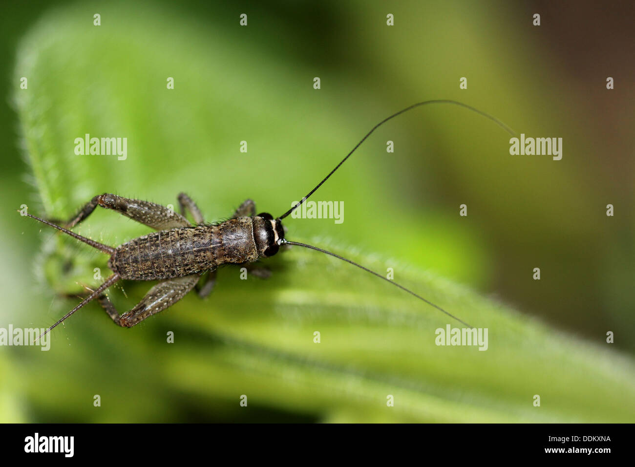 Cricket ghanéen Gryllus sp. Banque D'Images
