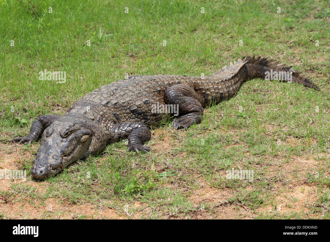 Crocodile du Nil Crocodylus niloticus Banque D'Images